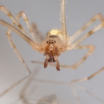 Cryptachaea gigantipes (White porch spider) at Jerrabomberra, NSW - 24 Sep 2023 by MarkT