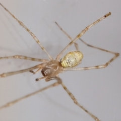 Cryptachaea gigantipes at Jerrabomberra, NSW - 25 Sep 2023