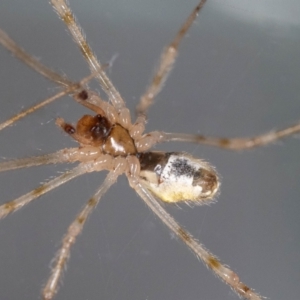 Cryptachaea gigantipes at Jerrabomberra, NSW - 25 Sep 2023