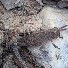 Unidentified Grasshopper (several families) at Merriangaah, NSW - 27 Sep 2023 by trevorpreston