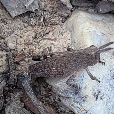 Peakesia hospita (Common Peakesia Grasshopper) at Merriangaah, NSW - 27 Sep 2023 by trevorpreston