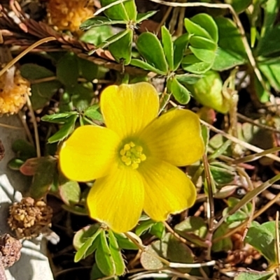Oxalis (genus) (Wood Sorrel) at Merriangaah, NSW - 27 Sep 2023 by trevorpreston