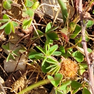 Oxalis sp. at Merriangaah, NSW - 27 Sep 2023 11:57 AM