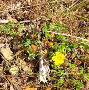 Oxalis sp. at Merriangaah, NSW - 27 Sep 2023 11:57 AM