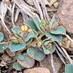 Euphorbia dallachyana (Mat Spurge, Caustic Weed) at Merriangaah, NSW - 27 Sep 2023 by trevorpreston