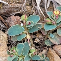 Euphorbia dallachyana at Merriangaah, NSW - 27 Sep 2023 11:56 AM