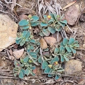 Euphorbia dallachyana at Merriangaah, NSW - 27 Sep 2023