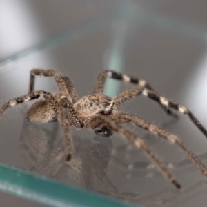 Neosparassus calligaster at Jerrabomberra, NSW - 25 Sep 2023