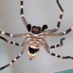 Neosparassus calligaster at Jerrabomberra, NSW - suppressed