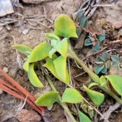 Einadia trigonos (Fishweed) at Merriangaah, NSW - 27 Sep 2023 by trevorpreston