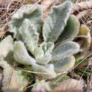 Verbascum thapsus subsp. thapsus at Merriangaah, NSW - 27 Sep 2023