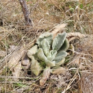 Verbascum thapsus subsp. thapsus at Merriangaah, NSW - 27 Sep 2023