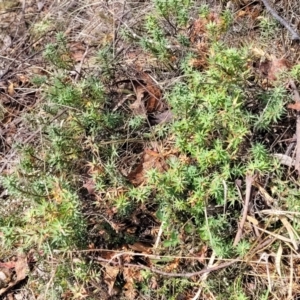 Melichrus urceolatus at Merriangaah, NSW - 27 Sep 2023