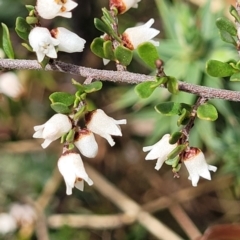 Cryptandra amara (Bitter Cryptandra) at Meringo Nature Reserve - 27 Sep 2023 by trevorpreston