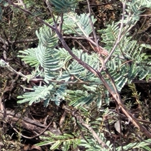 Acacia dealbata at Merriangaah, NSW - 27 Sep 2023
