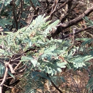 Acacia dealbata at Merriangaah, NSW - 27 Sep 2023