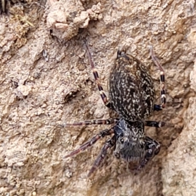 Salticidae (family) (Unidentified Jumping spider) at Meringo Nature Reserve - 27 Sep 2023 by trevorpreston