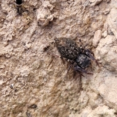 Salticidae (family) at Merriangaah, NSW - 27 Sep 2023