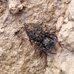 Salticidae (family) at Merriangaah, NSW - 27 Sep 2023