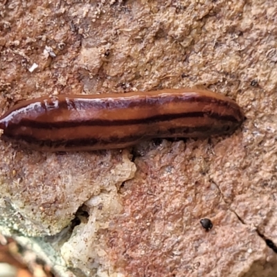 Anzoplana trilineata (A Flatworm) at Merriangaah, NSW - 27 Sep 2023 by trevorpreston