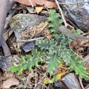 Cirsium vulgare at Merriangaah, NSW - 27 Sep 2023 11:43 AM