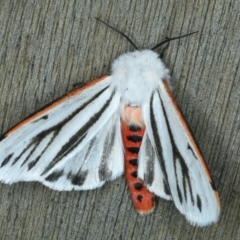 Aloa marginata (Donovan's Tiger Moth) at Ainslie, ACT - 27 Sep 2023 by jb2602