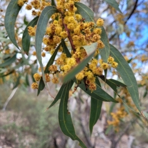 Acacia rubida at Merriangaah, NSW - 27 Sep 2023