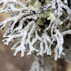 Unverified Lichen at Merriangaah, NSW - 27 Sep 2023 by trevorpreston