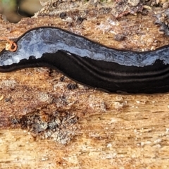 Parakontikia ventrolineata (Stripe-bellied flatworm) at Merriangaah, NSW - 27 Sep 2023 by trevorpreston