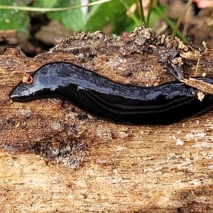 Parakontikia ventrolineata at Merriangaah, NSW - 27 Sep 2023 11:37 AM