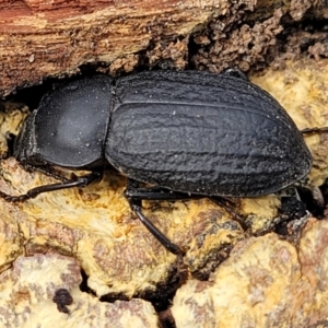 Byallius sp. (genus) at Merriangaah, NSW - 27 Sep 2023