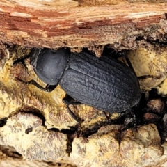 Byallius sp. (genus) at Merriangaah, NSW - 27 Sep 2023