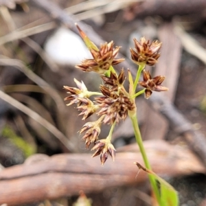 Luzula flaccida at Merriangaah, NSW - 27 Sep 2023 11:36 AM