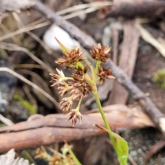 Luzula flaccida at Merriangaah, NSW - 27 Sep 2023 11:36 AM