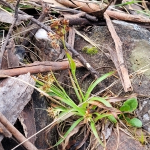 Luzula flaccida at Merriangaah, NSW - 27 Sep 2023 11:36 AM