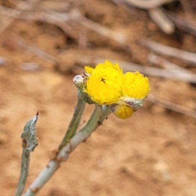 Chrysocephalum apiculatum (Common Everlasting) at Merriangaah, NSW - 27 Sep 2023 by trevorpreston