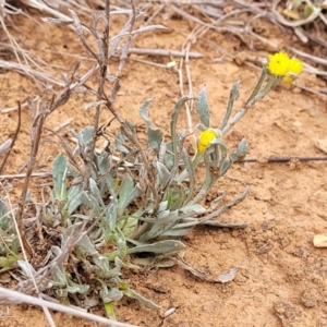 Chrysocephalum apiculatum at Merriangaah, NSW - 27 Sep 2023 11:34 AM