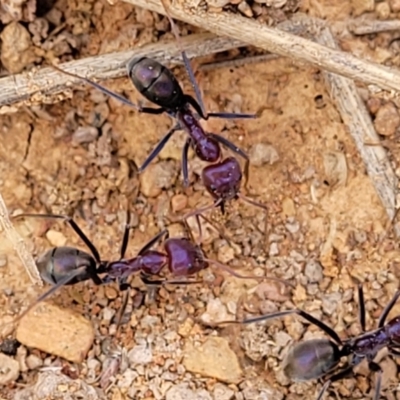 Iridomyrmex purpureus (Meat Ant) at Merriangaah, NSW - 27 Sep 2023 by trevorpreston