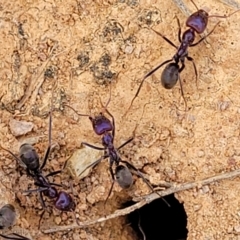 Iridomyrmex purpureus at Merriangaah, NSW - 27 Sep 2023