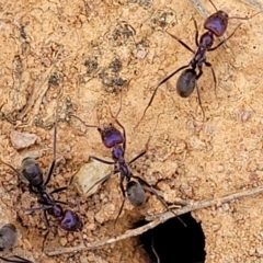 Iridomyrmex sp. (genus) at Merriangaah, NSW - 27 Sep 2023