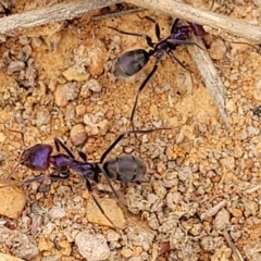 Iridomyrmex purpureus at Merriangaah, NSW - 27 Sep 2023