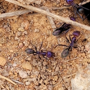 Iridomyrmex purpureus at Merriangaah, NSW - 27 Sep 2023