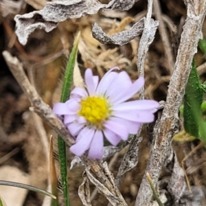 Vittadinia muelleri at Merriangaah, NSW - 27 Sep 2023