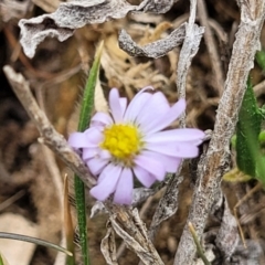Vittadinia muelleri (Narrow-leafed New Holland Daisy) at Merriangaah, NSW - 27 Sep 2023 by trevorpreston