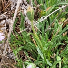 Vittadinia muelleri at Merriangaah, NSW - 27 Sep 2023