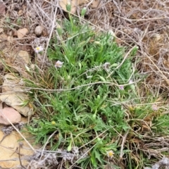 Vittadinia muelleri at Merriangaah, NSW - 27 Sep 2023