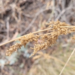 Juncus (genus) (A Rush) at Merriangaah, NSW - 27 Sep 2023 by trevorpreston