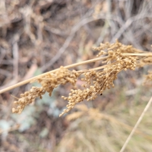 Juncus (genus) at Merriangaah, NSW - 27 Sep 2023 11:24 AM