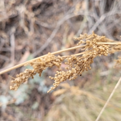 Juncus (genus) (A Rush) at Merriangaah, NSW - 27 Sep 2023 by trevorpreston