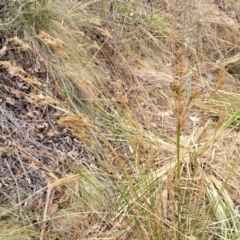 Juncus sp. at Merriangaah, NSW - 27 Sep 2023